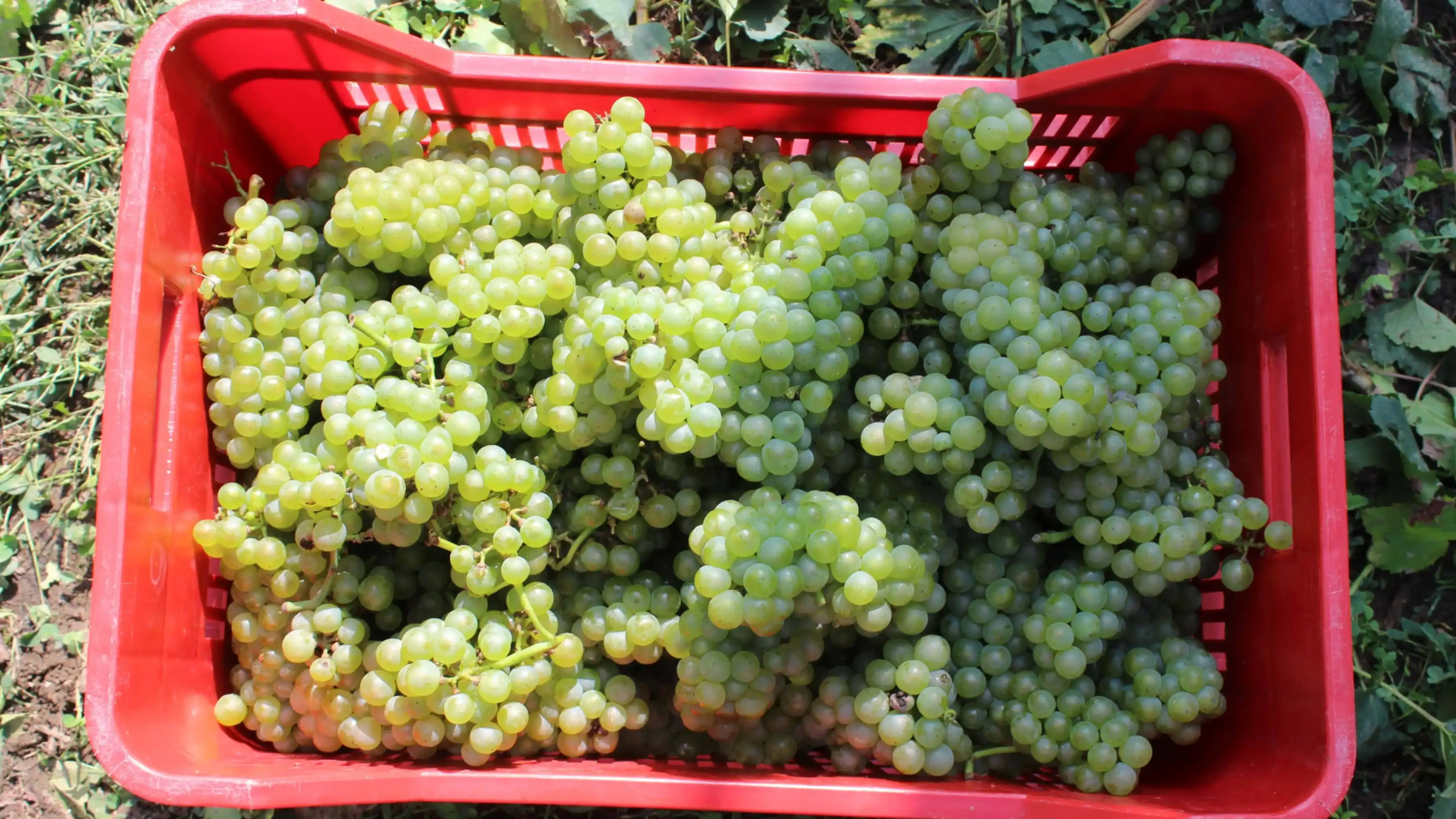 Grappoli d'uva nel vigneto Beverahills