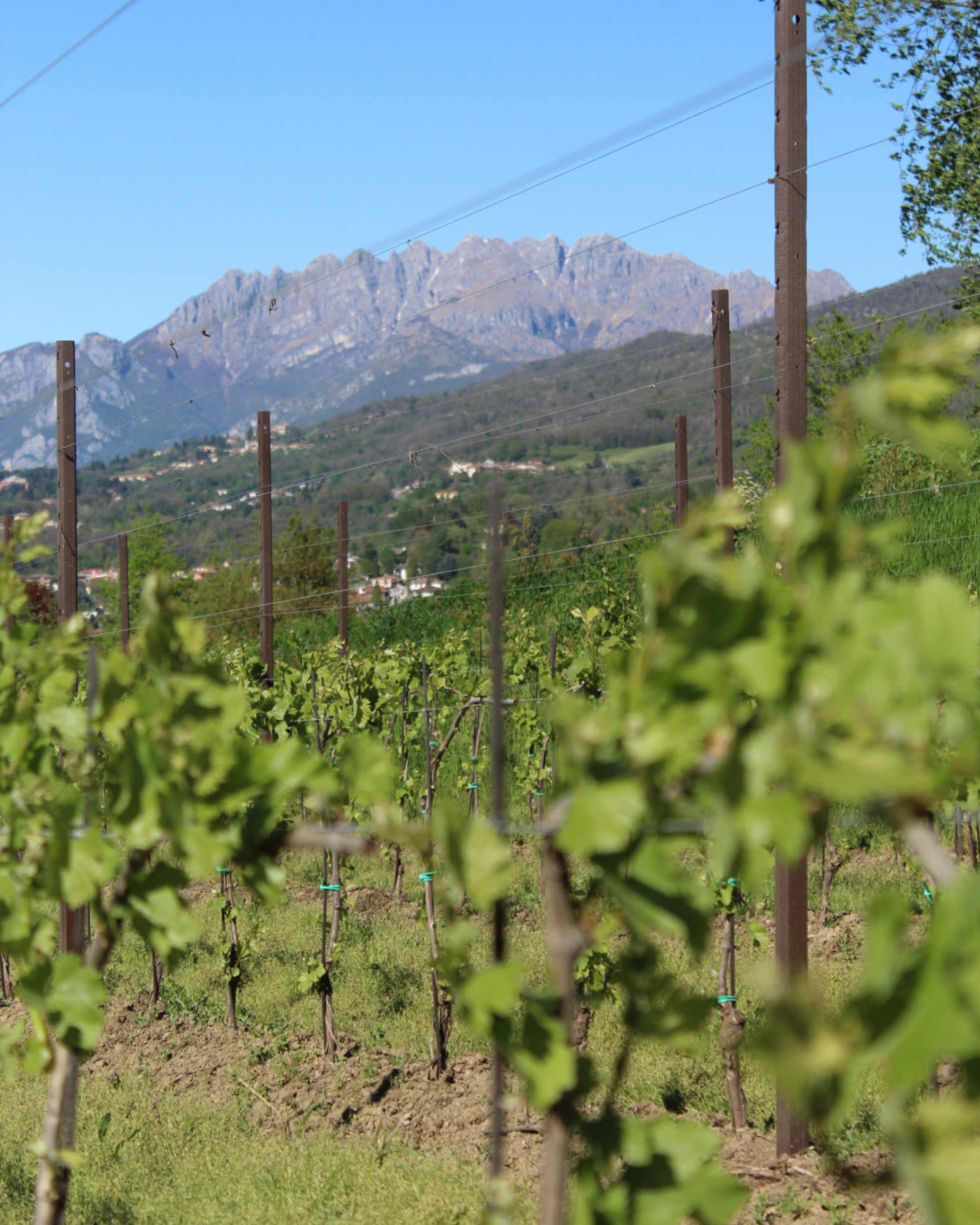 Scorcio del vigneto Beverahills