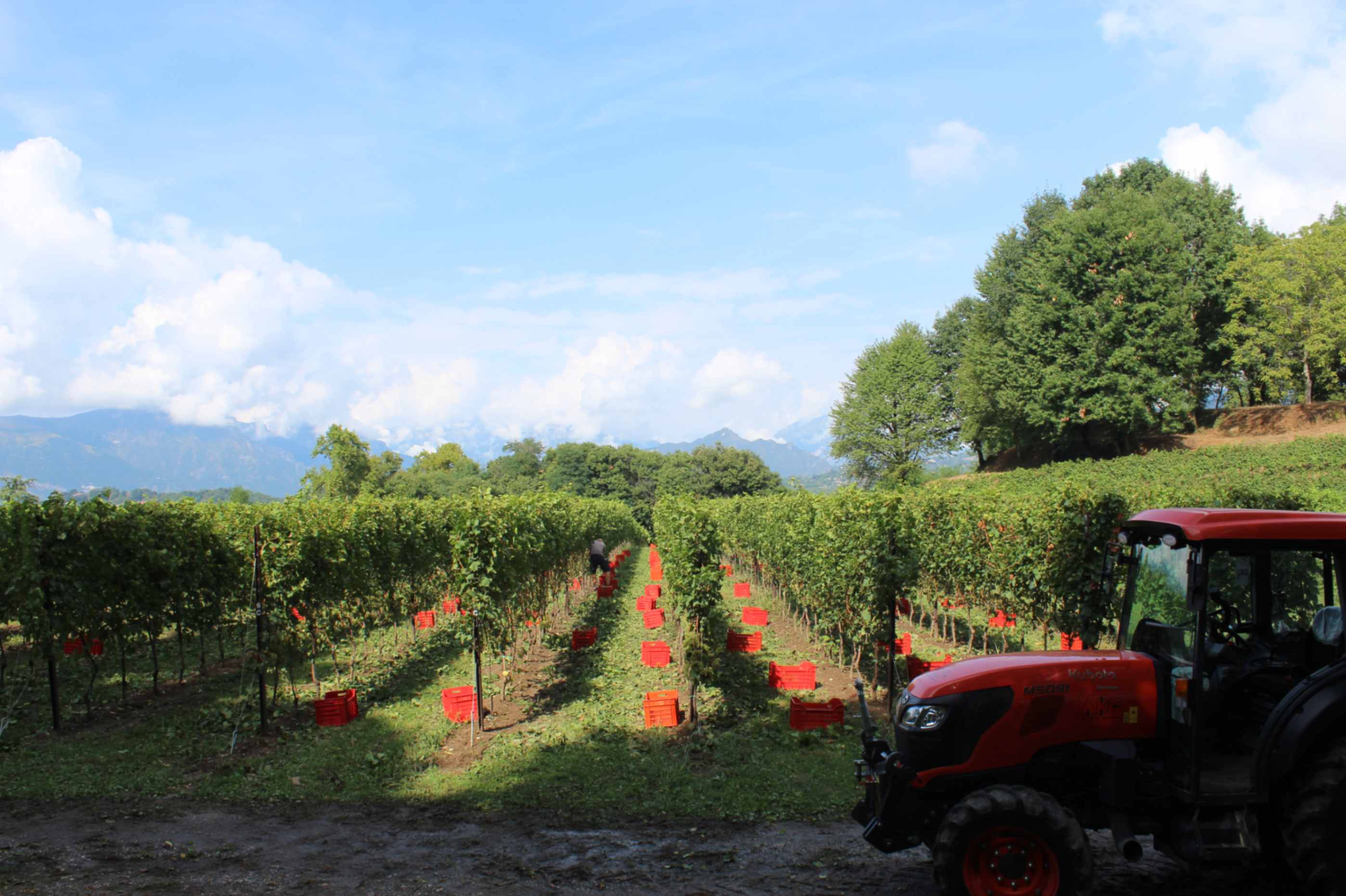 Vigneto Beverahills con attenzione ai dettagli