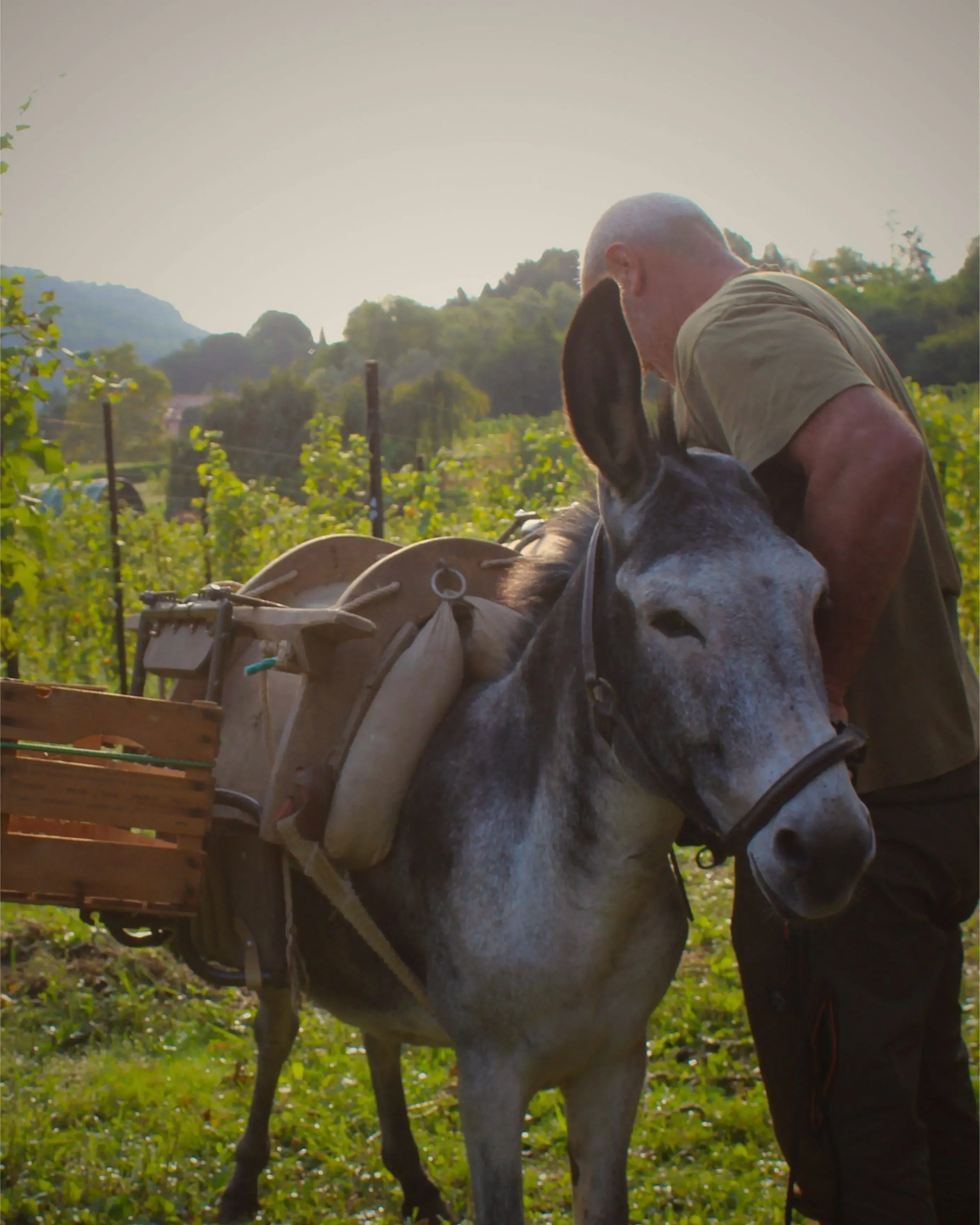 Vigneto Beverahills - dettaglio sezione storia