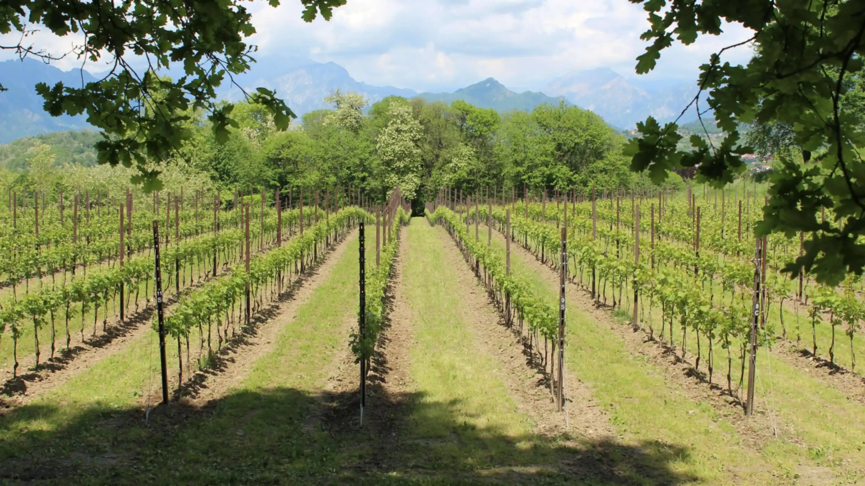 Panoramica finale del vigneto Beverahills