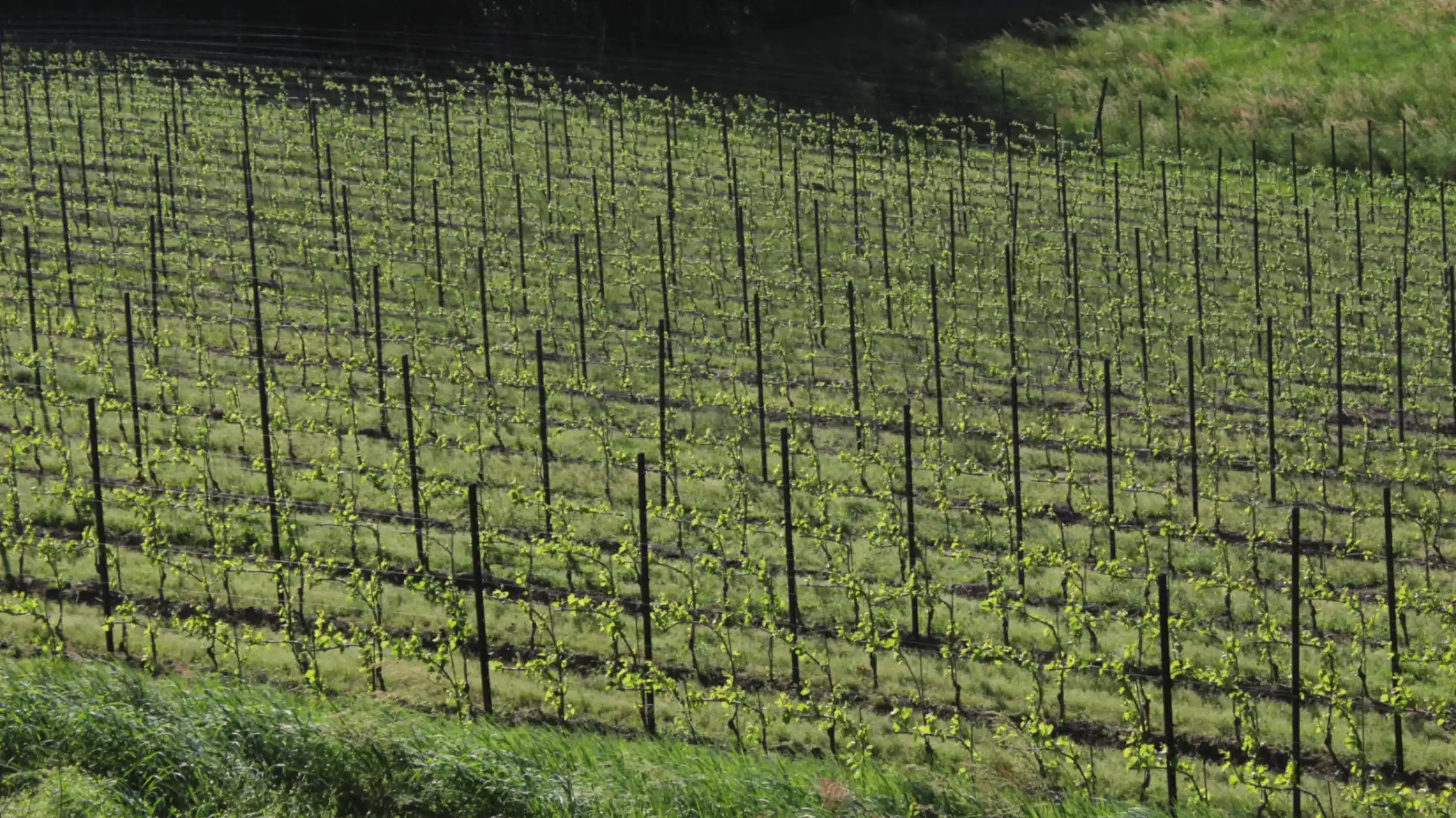 Dettaglio del vigneto Beverahills